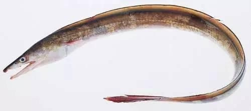 日本鰻魚陷入絕境？捕獲量僅為去年同期的1%！
