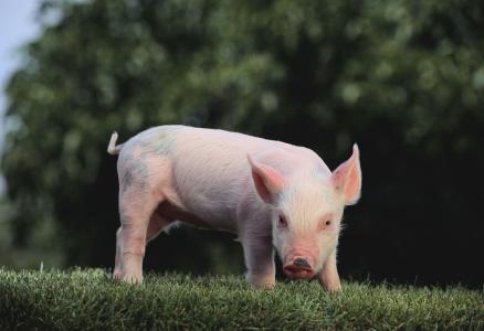 2017年全球豬肉產(chǎn)量11103.4萬(wàn)噸，增長(zhǎng)0.97%