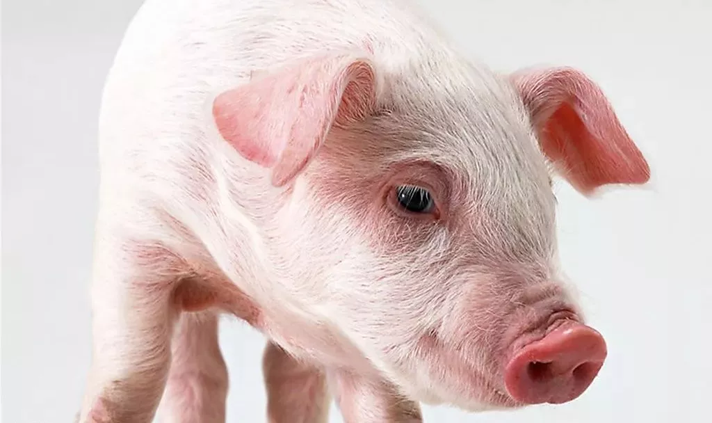 中央即將啟動(dòng)大規(guī)模凍豬肉收儲(chǔ)！