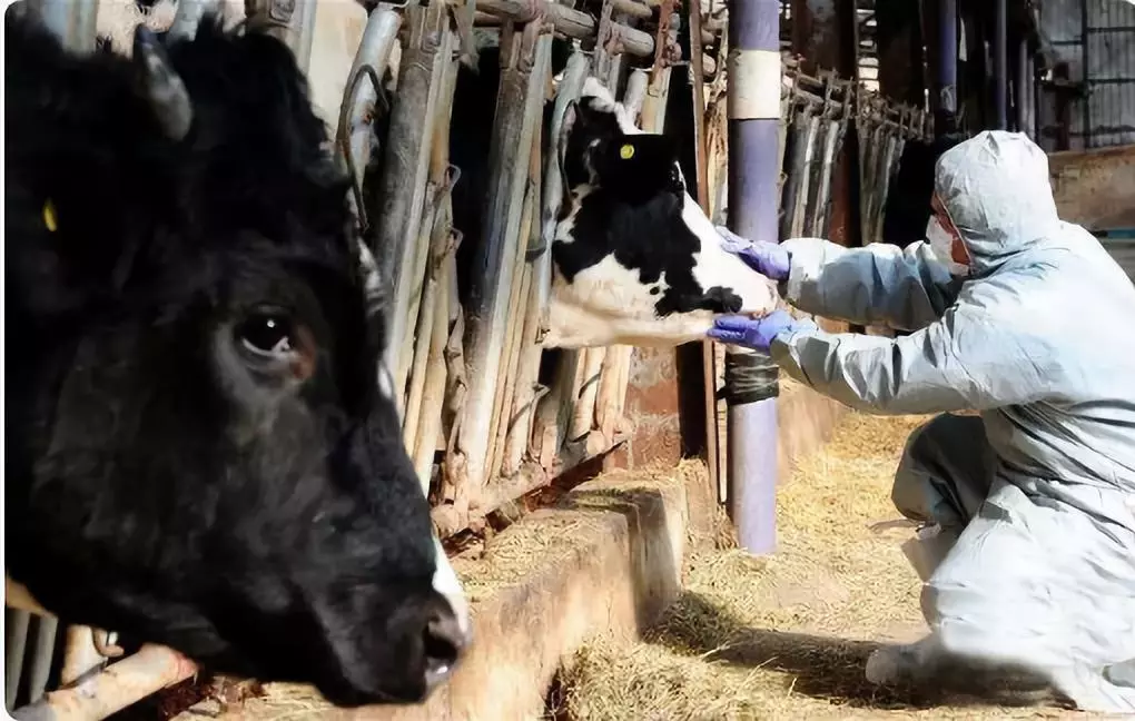 最新！安徽宣城發(fā)生非洲豬瘟疫情 炭疽豬瘟瘋牛病之間有關(guān)聯(lián)嗎