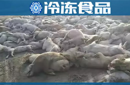 農(nóng)業(yè)農(nóng)村部通報(bào)河北首例非洲豬瘟疫情！“豬”又告急，“肉”更難安！