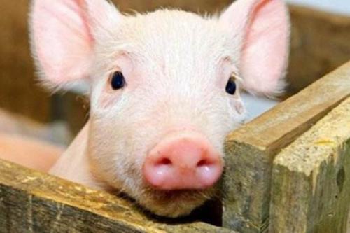 新疆非洲豬瘟疫區(qū)解除封鎖，寧夏發(fā)生非洲豬瘟疫情