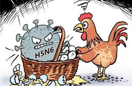 新疆發(fā)生一起H5N6禽流感疫情，已撲殺11910只