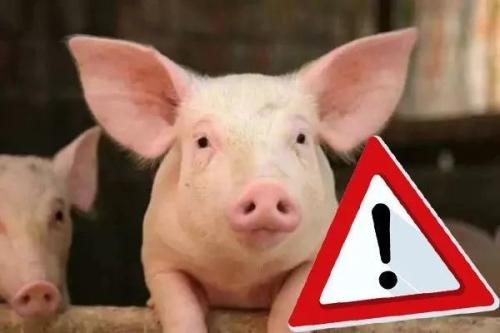 中國(guó)凍豬肉儲(chǔ)備恐耗盡，還能盼來“吃豬自由”嗎？