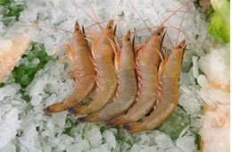 海關(guān)總署宣布：暫停沙特蝦進口！伊朗蝦取得正關(guān)進口許可