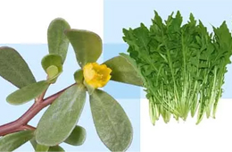 薺菜之后，蒲公英、馬齒莧入餡，野菜概念類產(chǎn)品能否野蠻生長？