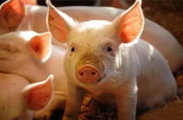 雛鷹農(nóng)牧VS牧原股份：河南兩兄弟，同養(yǎng)豬怎就不同命？