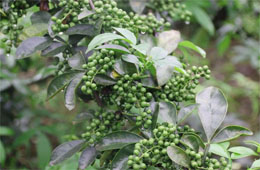 小藤椒有大魔力，今年食品圈流行藤椒味兒！