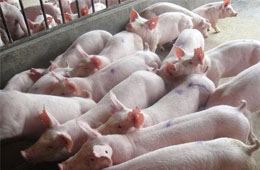 飛上天的“二師兄”！新希望、溫氏、牧原等9月生豬銷量大比拼