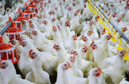 圣農(nóng)發(fā)展凈利飆升170%！2020年超級雞周期還會繼續(xù)嗎？