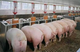 2020年養(yǎng)豬能賺多少錢？業(yè)內(nèi)預(yù)計比2019年再多50%