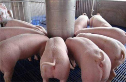 關(guān)注丨養(yǎng)豬暴富！溫氏股份2019年預(yù)計凈利138億元~143億元