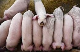 牧原股份2019年預(yù)期凈利60-64億，增長逾10倍