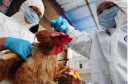 快訊丨緊急通知：河南全面禁止市場(chǎng)銷(xiāo)售活禽，違者責(zé)令停業(yè)