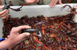 活蝦價格猛跌5成，出口訂單銳減6成，疫情下的小龍蝦還能“火”嗎？