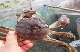 大閘蟹銷量同比漲3倍！平均售價(jià)卻首次下降超3成！