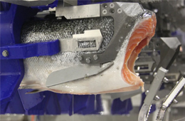 三文魚、白肉魚等水產(chǎn)品自動(dòng)化加工升級(jí)加速！