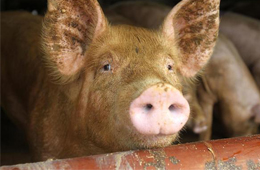 二師兄坐“火箭”，26地豬價飄紅，到底要沖到多少錢呢？