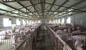 養(yǎng)豬大省河南哪里豬最多？駐馬店、周口、南陽排前三