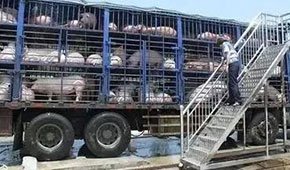  3月份6起非瘟5起屬違規(guī)調(diào)運，今日起生豬跨區(qū)禁運，豬價會翻身大漲嗎？