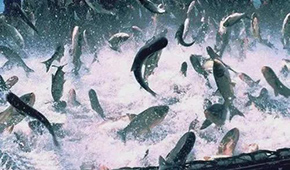 飼料漲，肉價漲，設備價也漲，新一輪漲價潮要來了？