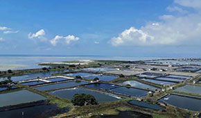 全國60%的蝦滑產(chǎn)自這里，“北海蝦滑”為何能成功出圈？