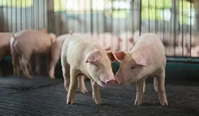 豬企3月出欄量大增，第三輪豬肉收儲(chǔ)完成，豬價(jià)繼續(xù)探底？