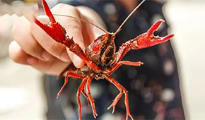 總產(chǎn)值超4221億！中國(guó)小龍蝦產(chǎn)業(yè)發(fā)展報(bào)告（2022）發(fā)布