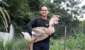 從養(yǎng)“鵝王”到做鵝丸，深挖一只鵝的潛力，這家潮汕企業(yè)下足功夫